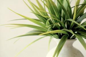 pulvérisateur électrique jardinage